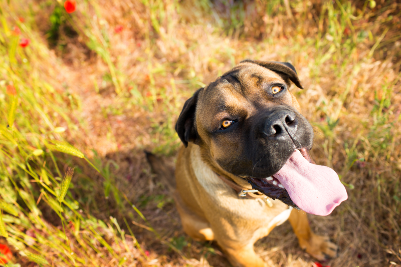 dog in field